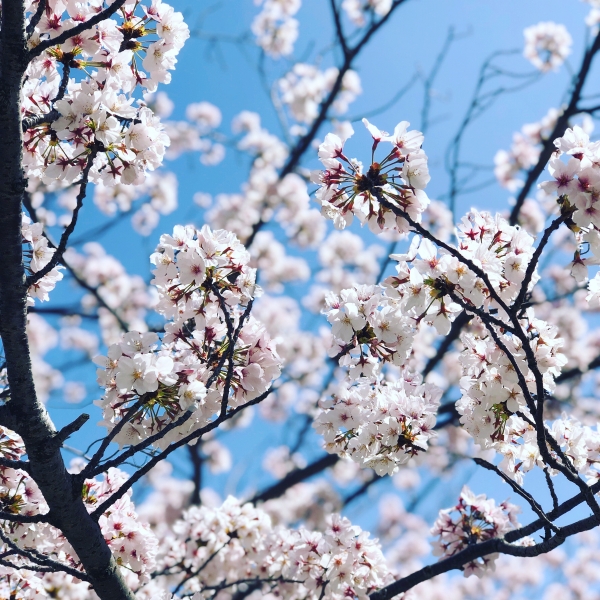 桜